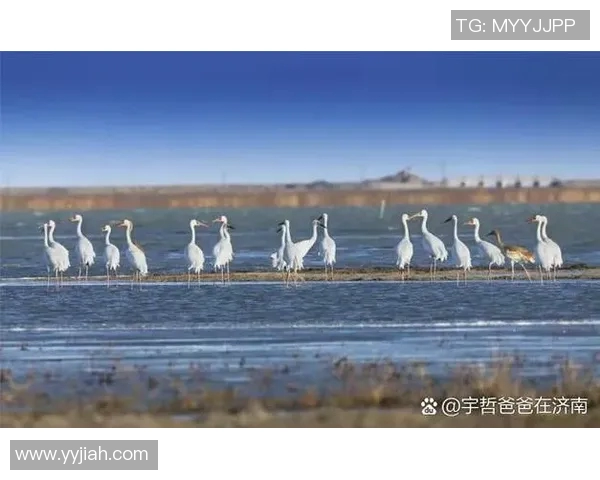 探索欧洲z00的奇妙世界与生态保护之路